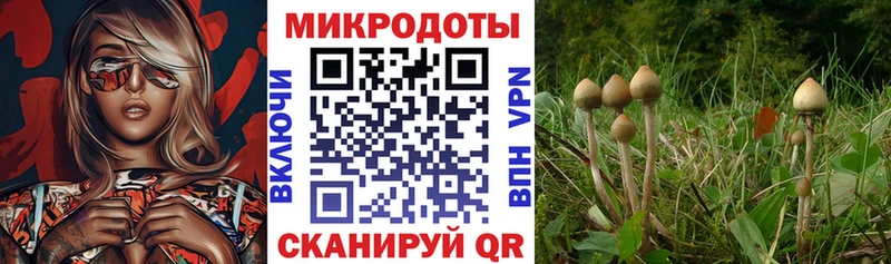 Галлюциногенные грибы Psilocybe  Купить где  Шиханы 